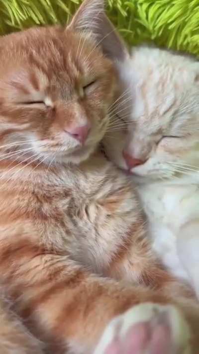 They talk in their sleep