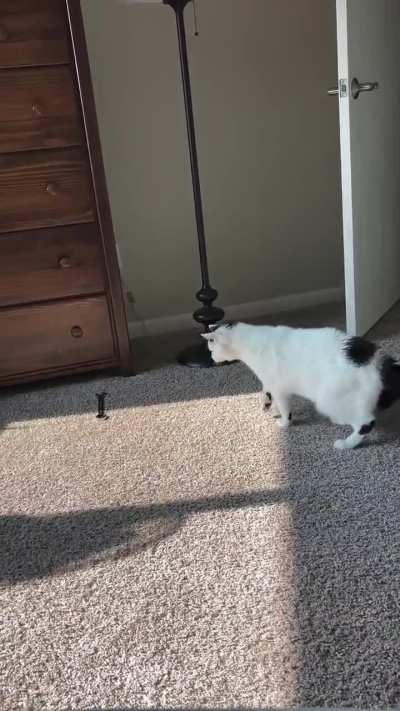 The repairman forgot his wrench, and the cat was not happy about it at all.