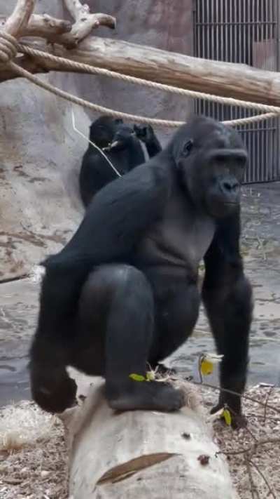 Gorilla enjoys a quick snack
