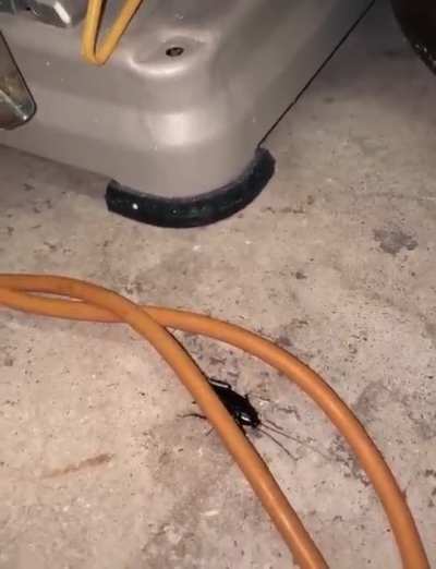 The bug comes out to play.