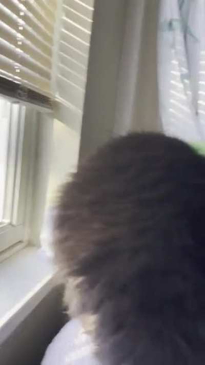 Millie Taps!