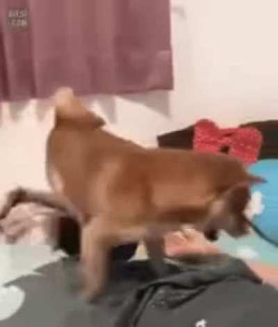hold my balls hooman