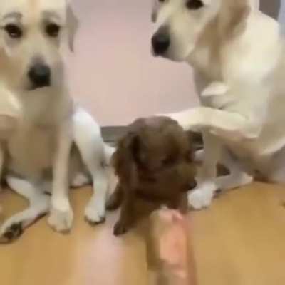 Dogs snitching other dog..
