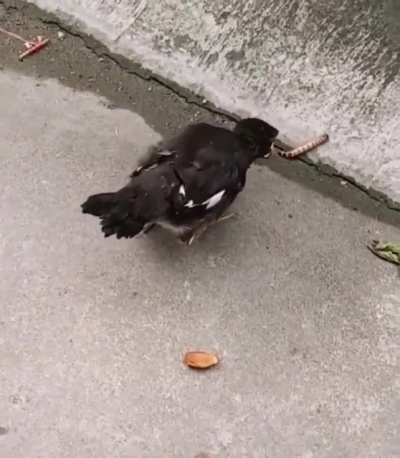 To eat something that wasn't regurgitated by their parents.