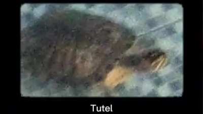 Tutel