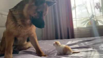 Kitty trying to comprehend if huge non-cat-looking cat is friend or not, while non-cat-looking cat is confused [by © Rocky]