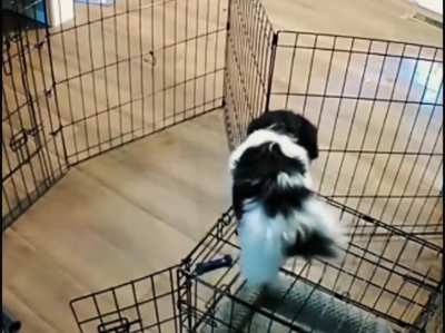 mission impawsible