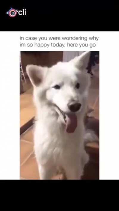 Happy dog