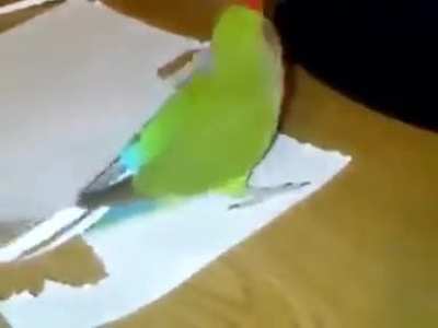 I am a peacock