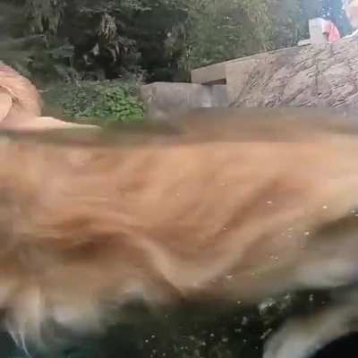 Good Boy