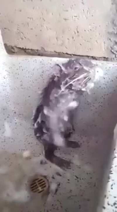 A rat washing itself!!