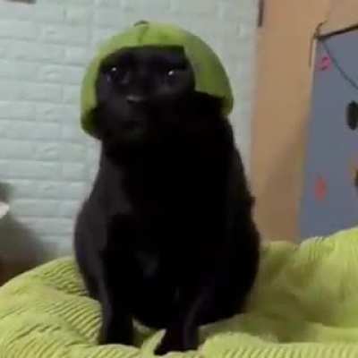 Goofy cat