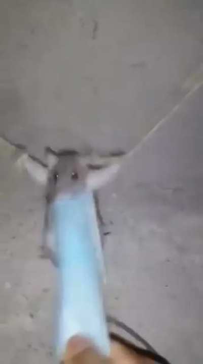 Nooooo Pobre duxo