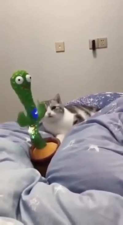 Cat Vibing With a Cactus