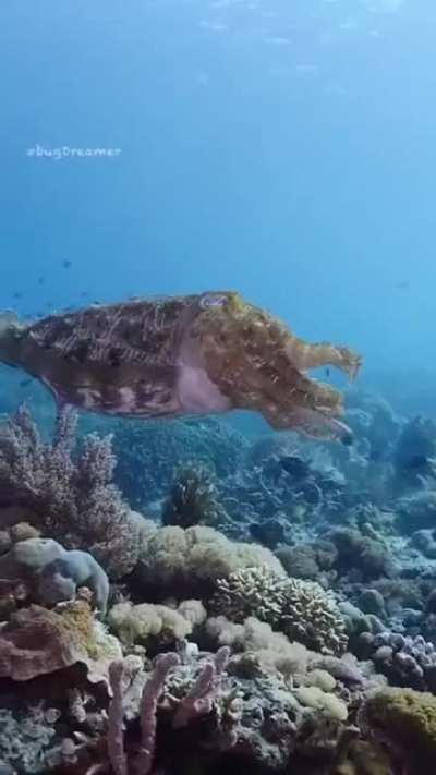 Cuttlefish