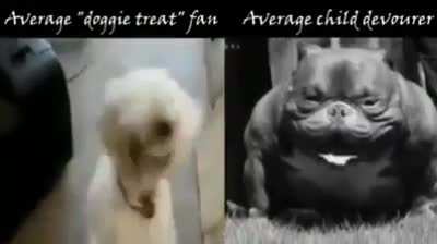 dog chad