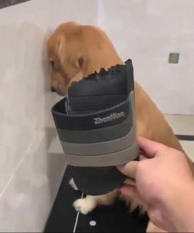 Confirmed guilty