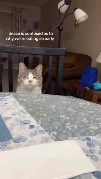Ramadan cats