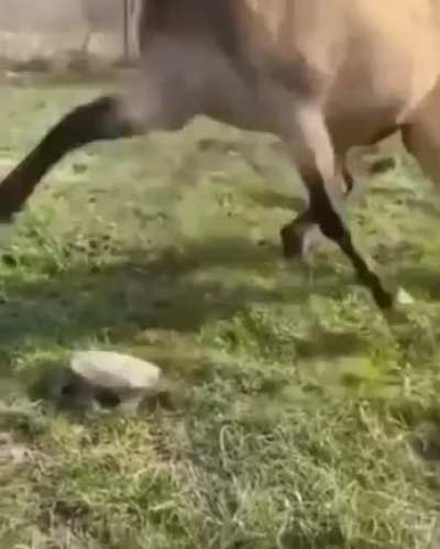 Собака ебобака.