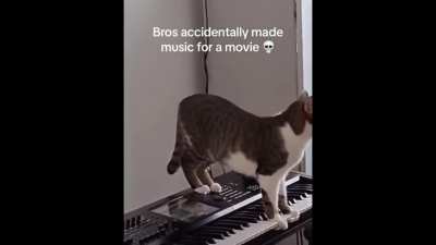 Suspense Cat