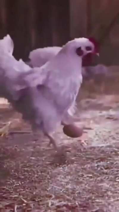 A reencarnação do bicho 😎