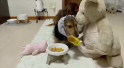 Meet Lunon, he always invites his stuffed animal friends to eat together..