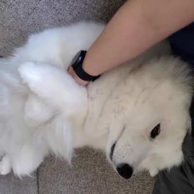 Miku must hold your hand during belly rubs