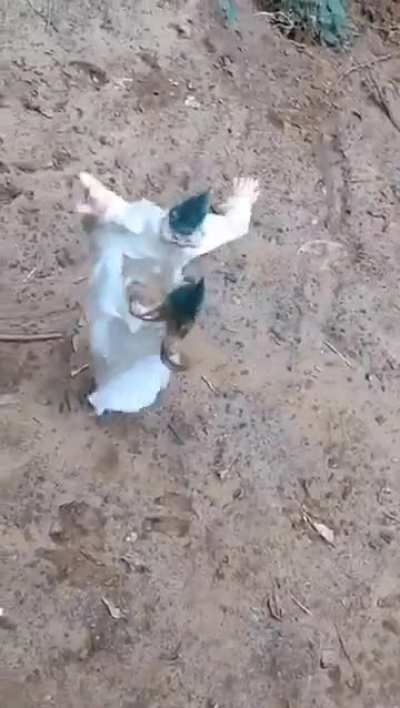 JOIN ME BROTHERS, JOIN IN THE GLORIOUS DANCE!