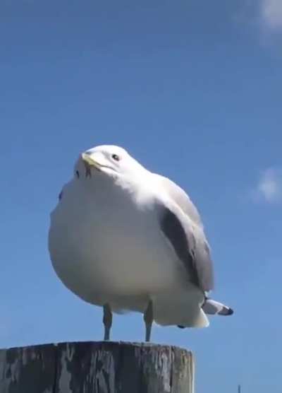 Do seagulls count?