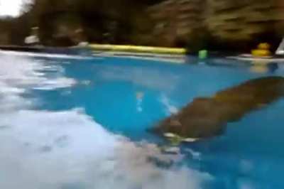 Majestic capybara dives into swimming pool