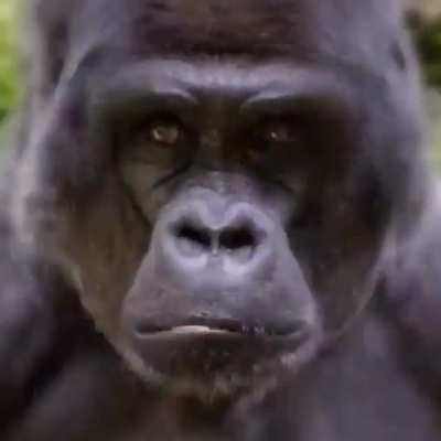 IVE SEEN MONKEYS