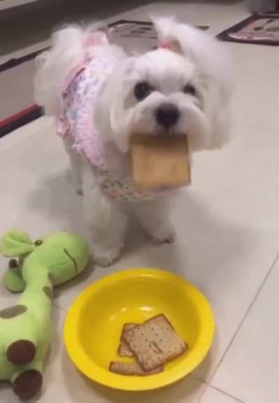 Doggo go bleh