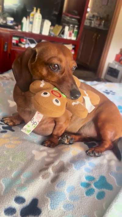 Luna loves to make Gingy Talk 😆