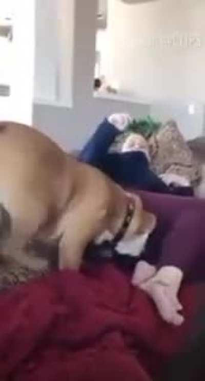 Dog