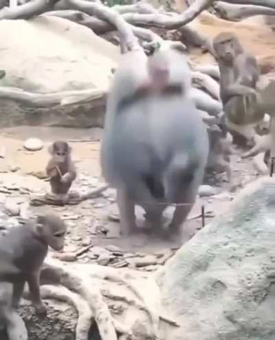 radical monkey
