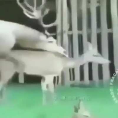 Comédia