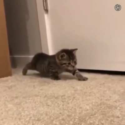 A real predator