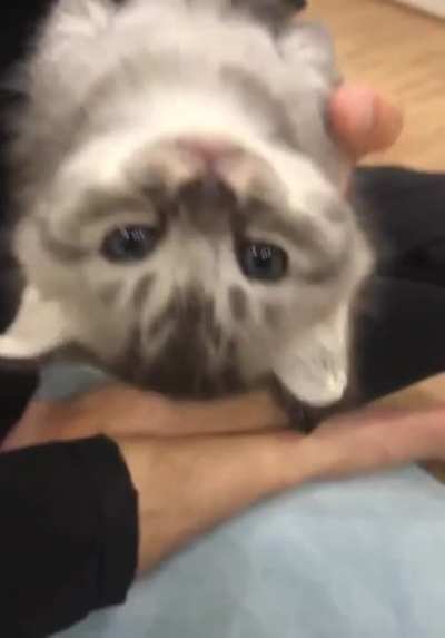 Catatonic