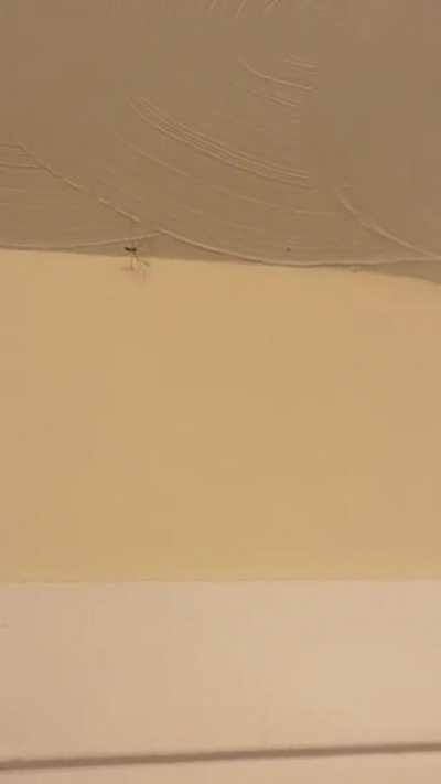 Huge ass spider in my bathroom a couple days ago