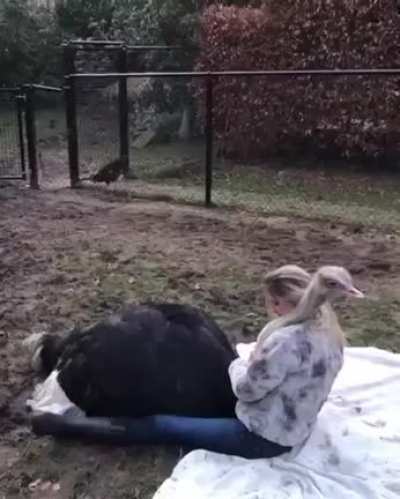 Ласко<wbr>вый птиц
