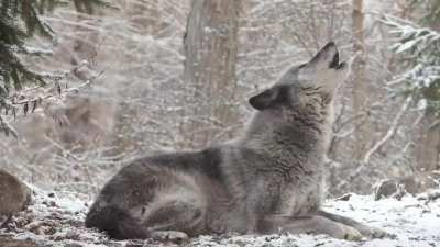 Grey wolf howls and gets response from the entire forest