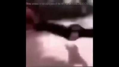 Just a funny monkey video