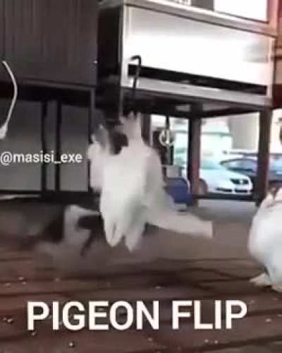 PALOMA FLIP
