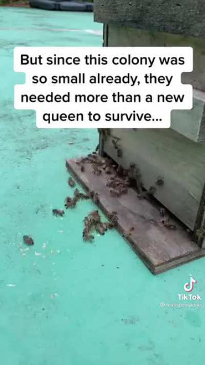 Combining two bee colonies after one lost their queen