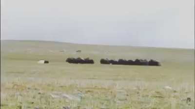 Arctic Wolves attack Musk Ox calf, but the herd stages a rescue.