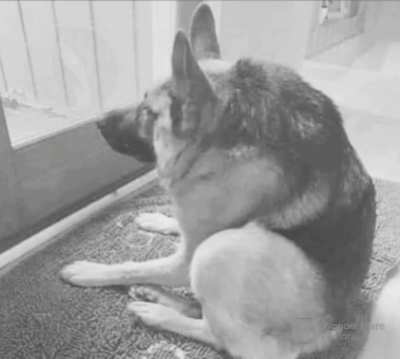 Perrito 
