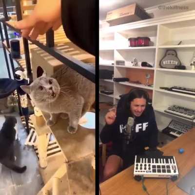 Alugalug cat got Remixed by the Kiffness