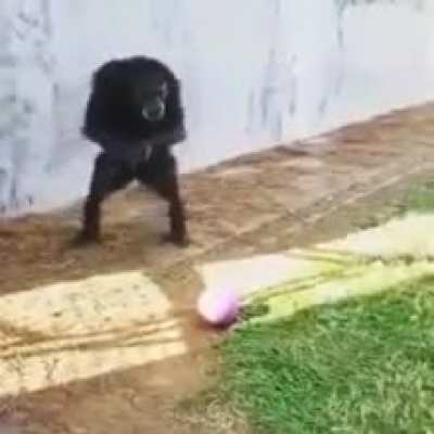 Chimp Gaming Epic