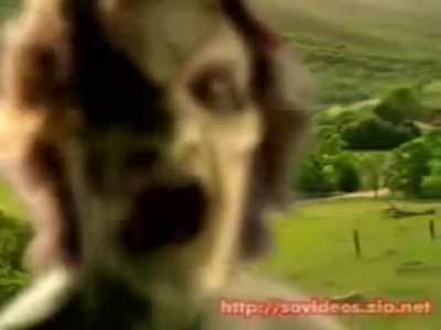 Fui procurar asiáticos fortalecendo o malaquias e acabei achando essa pérola. É difícil não rir.
