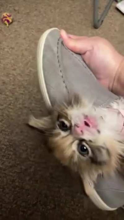 Gatita le gusta la zapatilla
